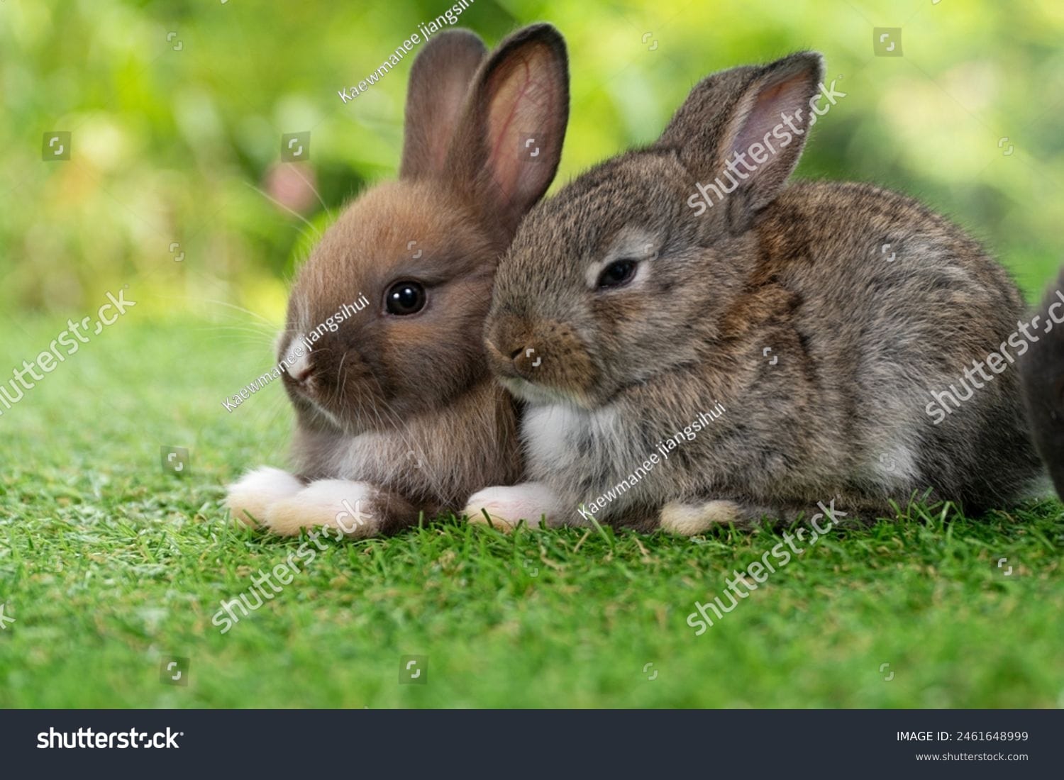 خرگوش Rabbit - کد 2461648999