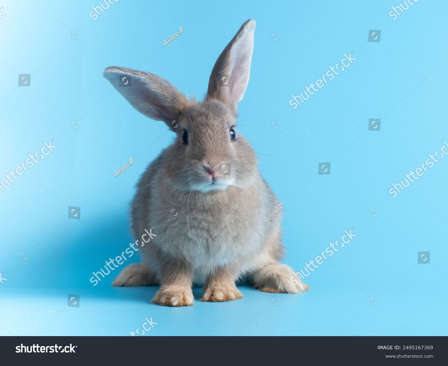 خرگوش Rabbit - کد 2495167369