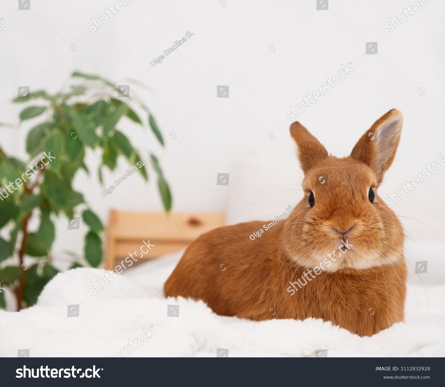 خرگوش Rabbit - کد 2112832928
