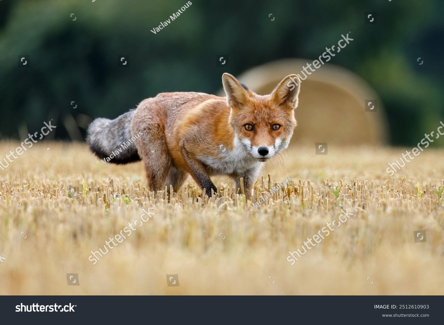 روباه Fox - کد 2512610903