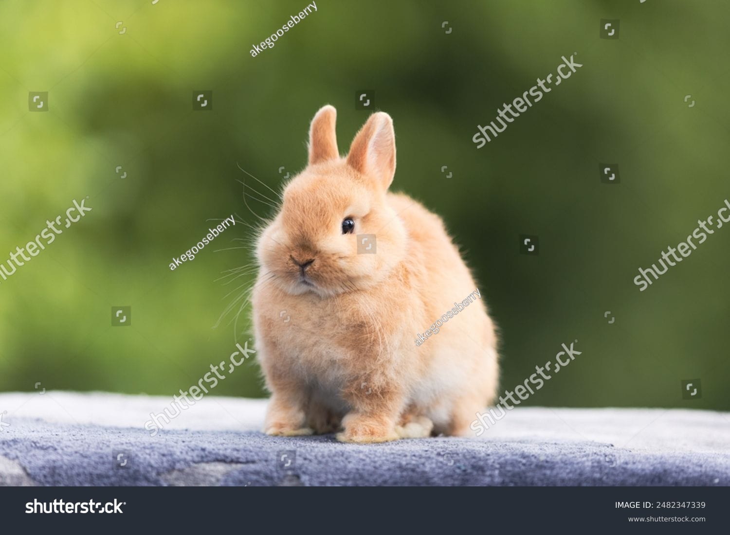 خرگوش Rabbit - کد 2482347339