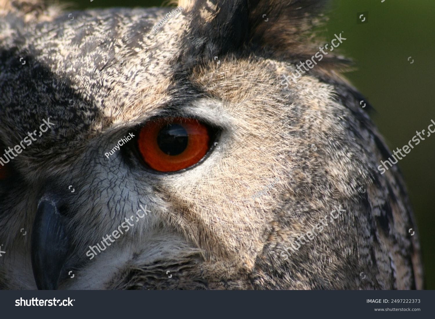 جغد Owl - کد 2497222373