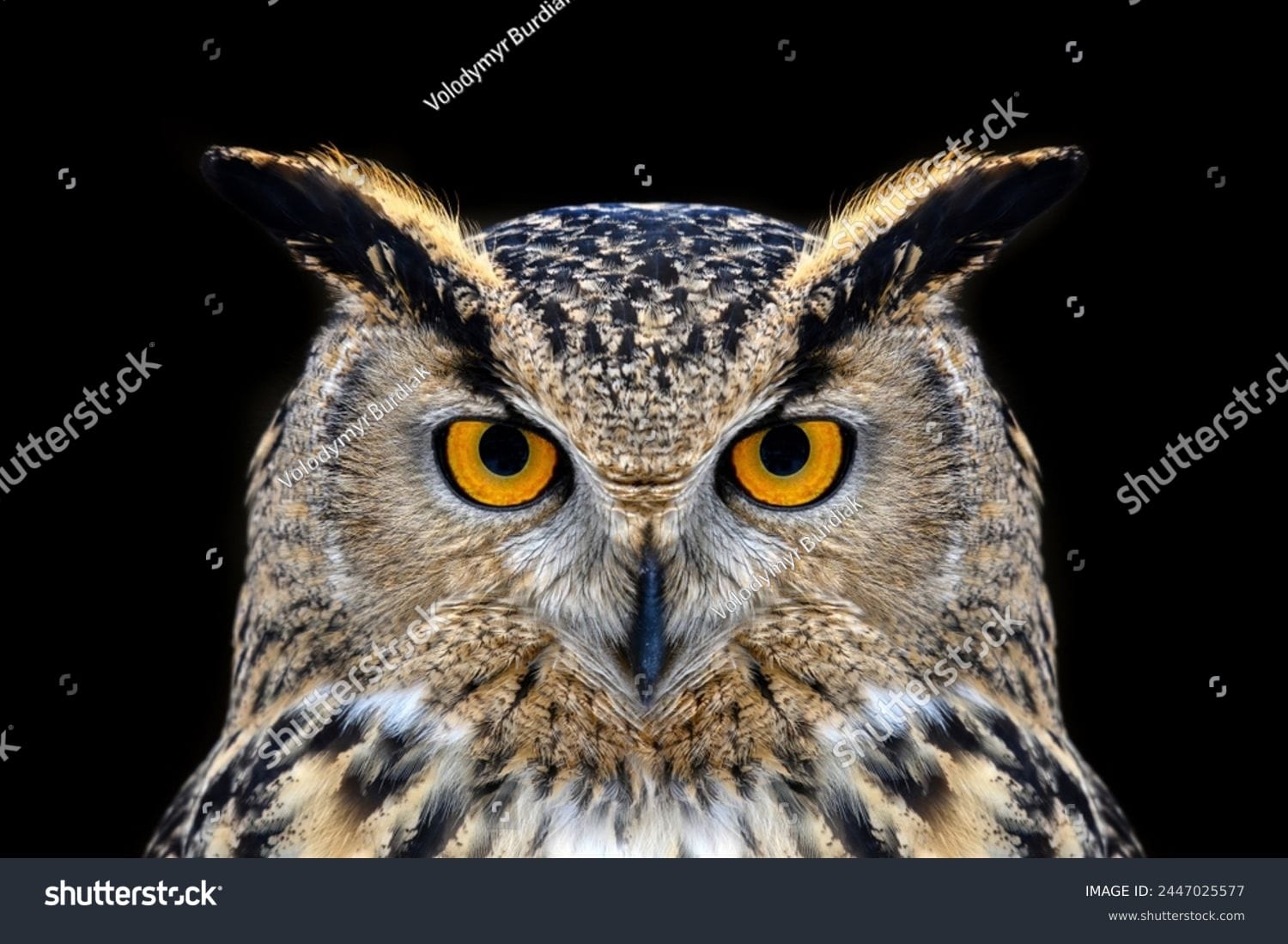 جغد Owl - کد 2447025577
