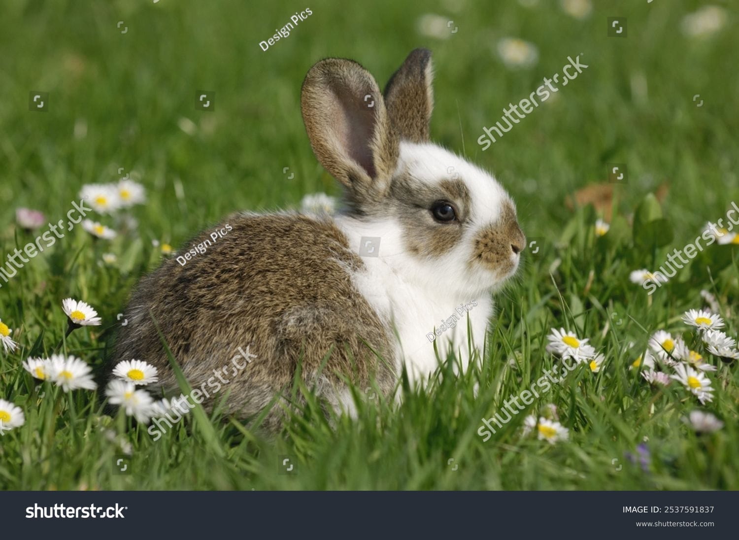 خرگوش Rabbit - کد 2537591837