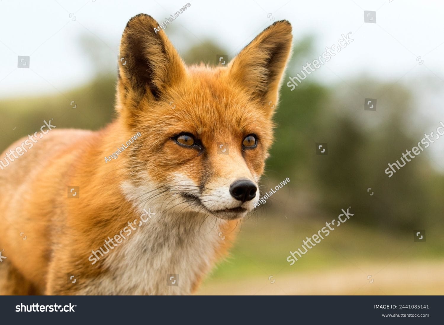 روباه Fox - کد 2441085141