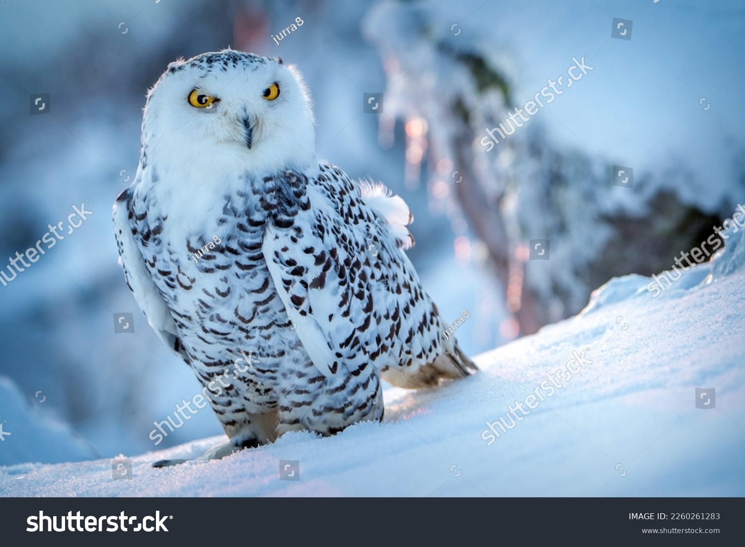جغد Owl - کد 2260261283