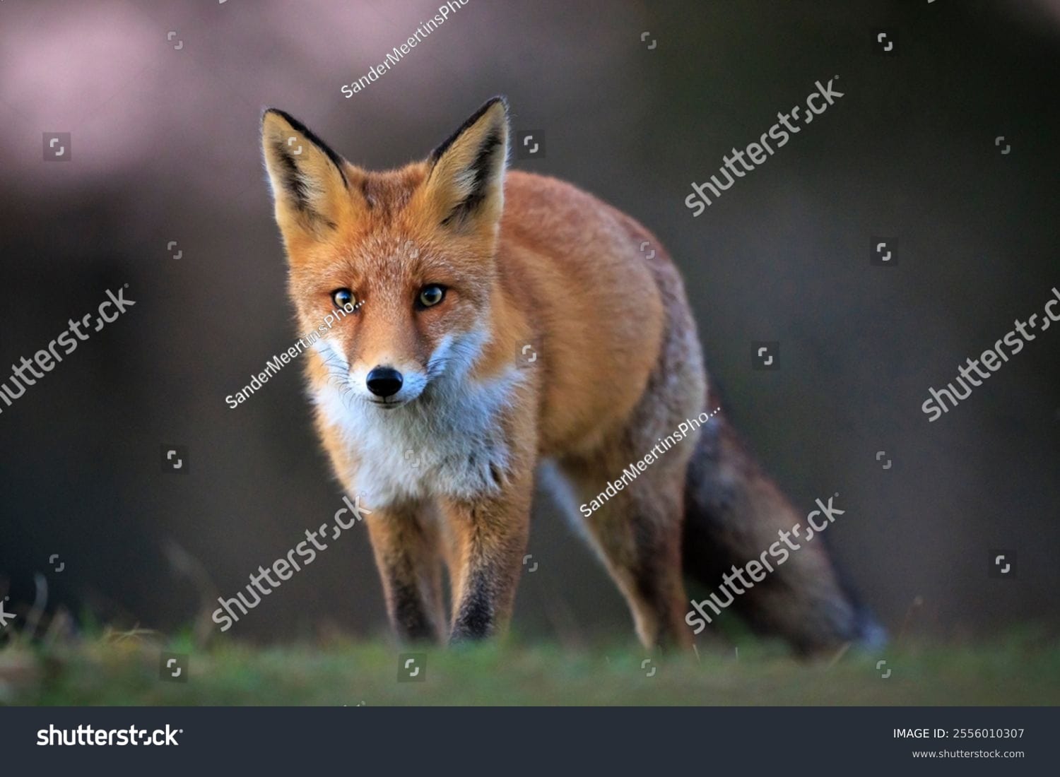 روباه Fox - کد 2556010307