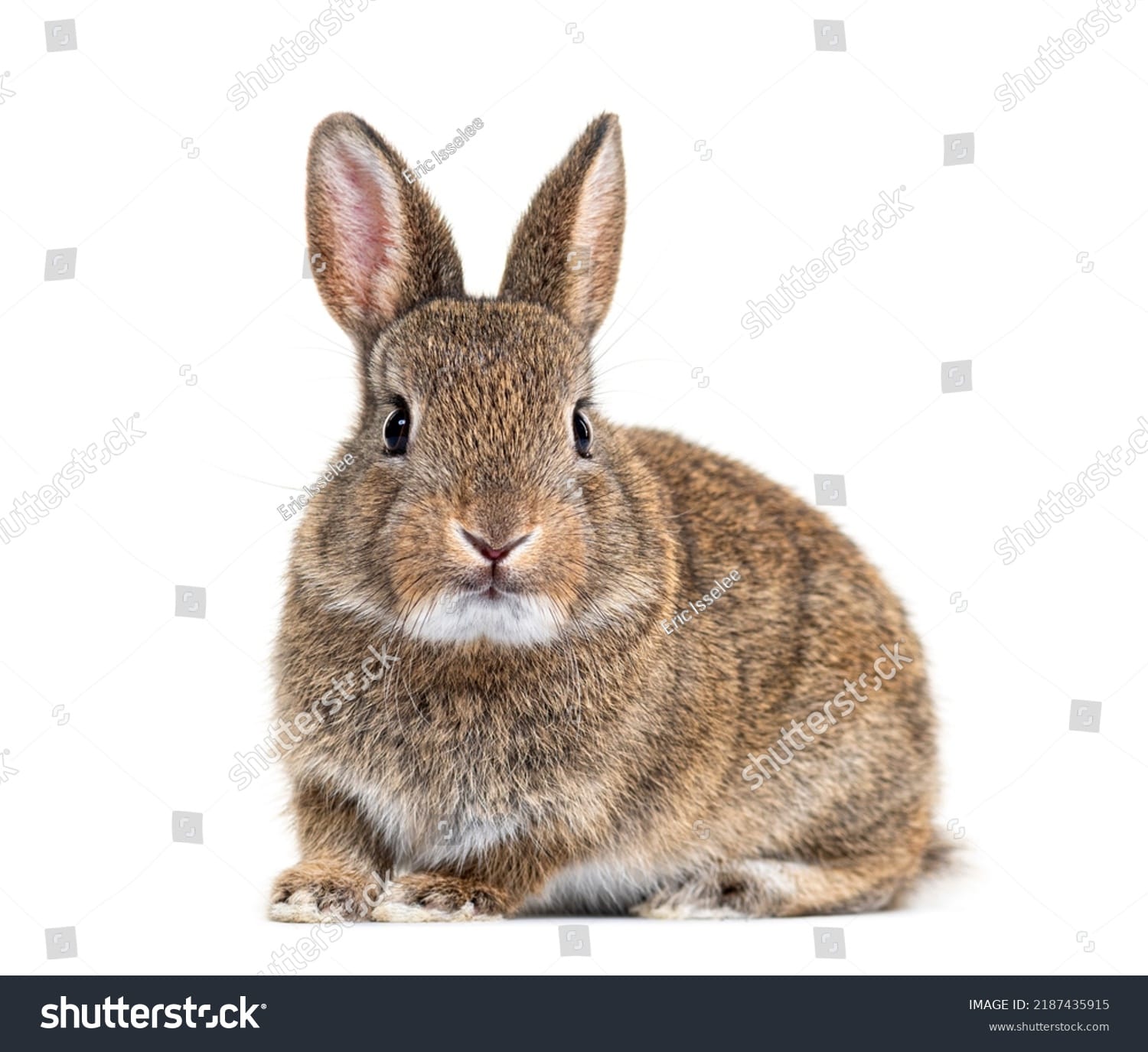 خرگوش Rabbit - کد 2187435915